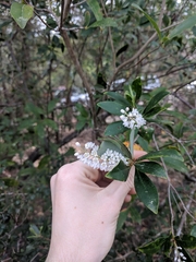 Cliftonia monophylla