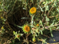Grindelia nuda