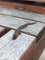 Christinus marmoratus