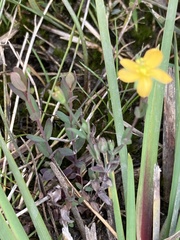 Hypericum gramineum