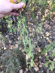 Solidago speciosa
