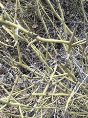 Adolphia californica