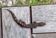 Christinus marmoratus