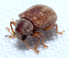 Demotina modesta
