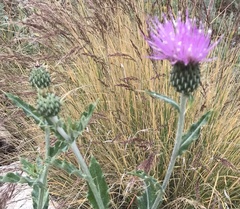 Cirsium ochrocentrum