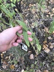 Solidago speciosa