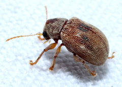 Demotina modesta