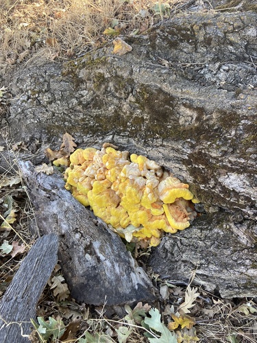 iNaturalist observation photo of Western Hardwood Sulphur Shelf