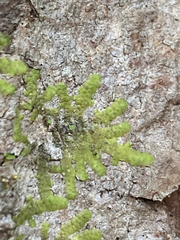 Radula complanata