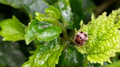 Diekeana admirabilis