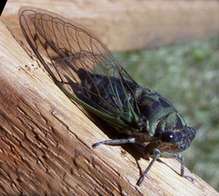 Neotibicen