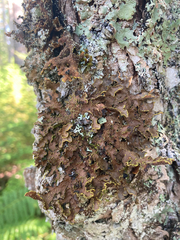 Pseudocyphellaria holarctica