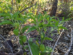 Physalis heterophylla