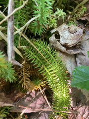 Lycopodiaceae