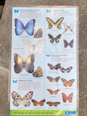 Morpho helenor peleides