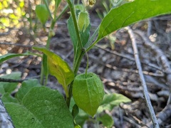 Physalis heterophylla