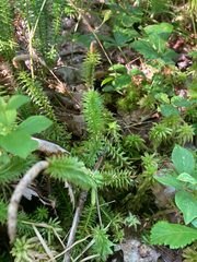 Lycopodiaceae