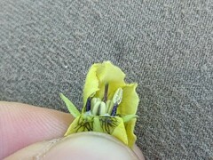 Physalis heterophylla
