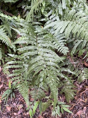 Microlepia marginata