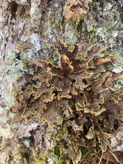 Pseudocyphellaria holarctica