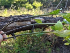 Physalis heterophylla