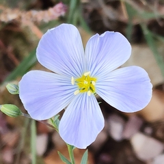 Linum lewisii