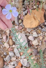 Linum lewisii