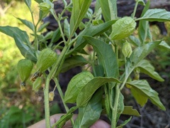 Physalis heterophylla
