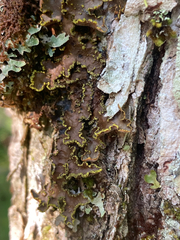 Pseudocyphellaria holarctica