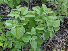 Physalis heterophylla