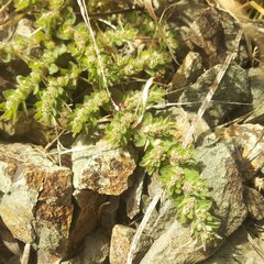 Euphorbia velleriflora
