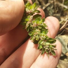 Euphorbia velleriflora