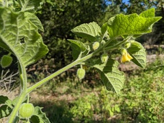 Physalis heterophylla