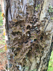 Pseudocyphellaria holarctica