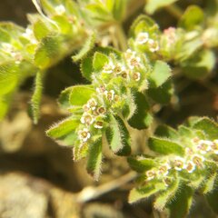 Euphorbia velleriflora
