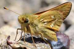 Hesperia lindseyi