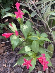 Weigela florida