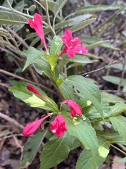 Weigela florida