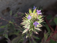 Verbena bracteata