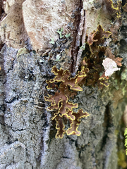 Pseudocyphellaria holarctica