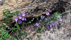 Prostanthera hirtula