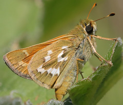 Hesperia lindseyi