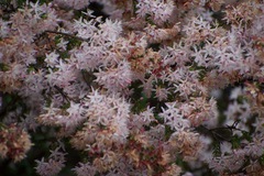 Calytrix