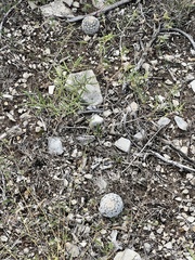 Echinocereus reichenbachii caespitosus