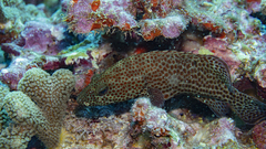 Cephalopholis cruentata