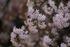 Calytrix