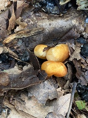 Marasmius strictipes