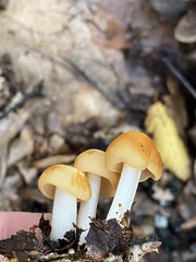 Marasmius strictipes