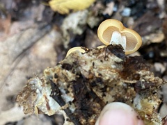 Marasmius strictipes