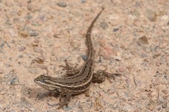 Sceloporus cowlesi